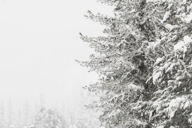 Neige qui tombe sur un sapin