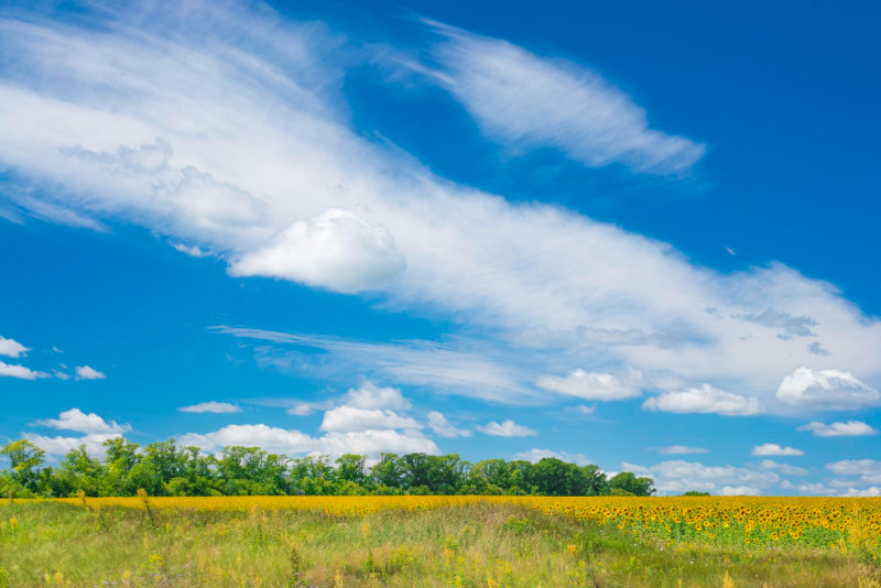 Plaine avec des tournesols