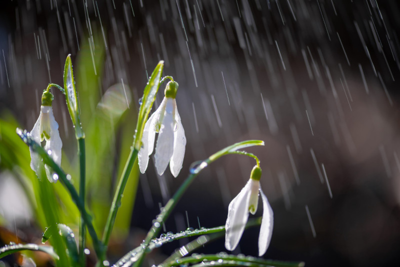 De la pluie tombe sur une fleur