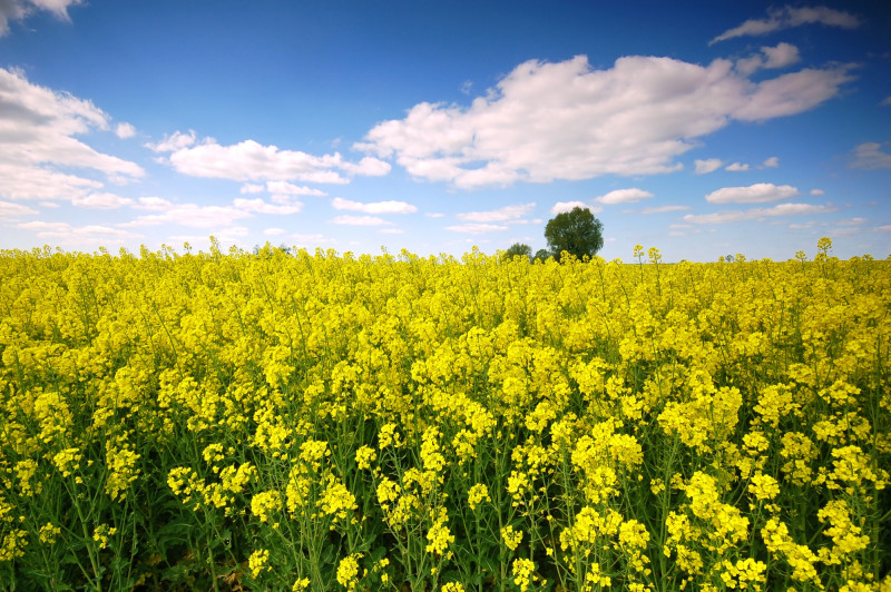 Campagne en fleurs