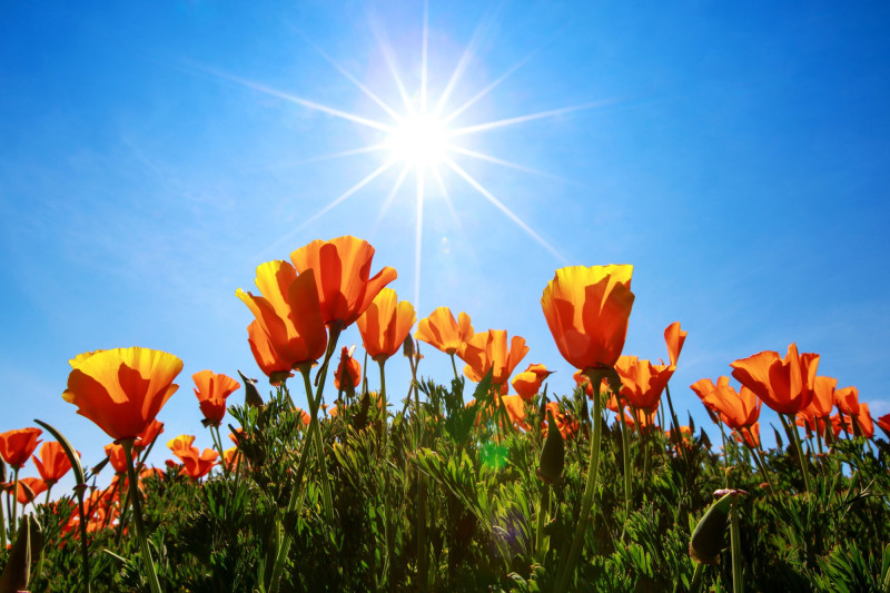 Des tulipes sous un beau soleil