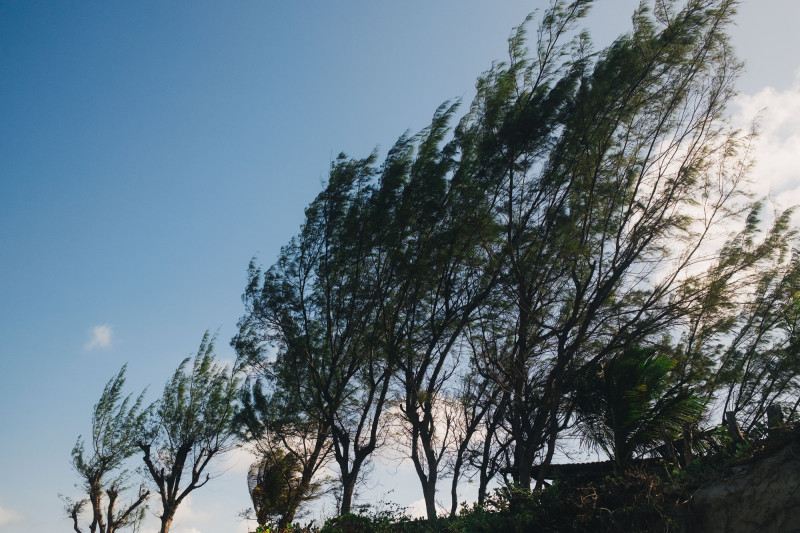 Arbres balayés par le vent