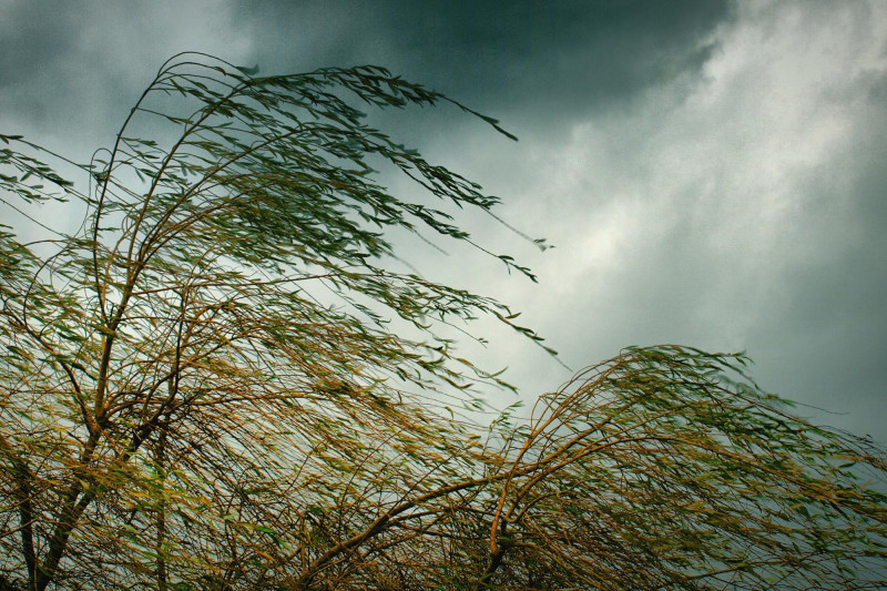Des arbres pliés par le vent