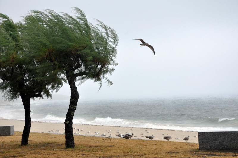 Arbre et vent sur une plage