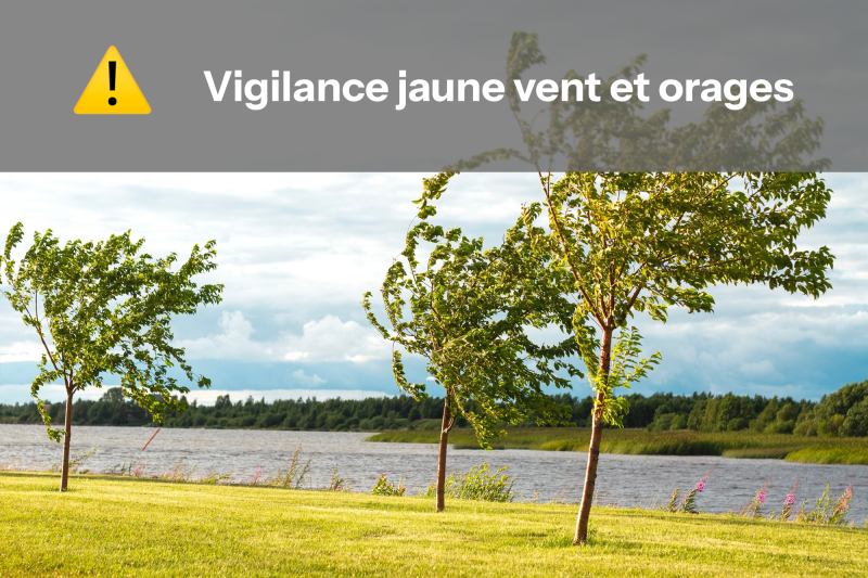 Arbres balayés par le vent