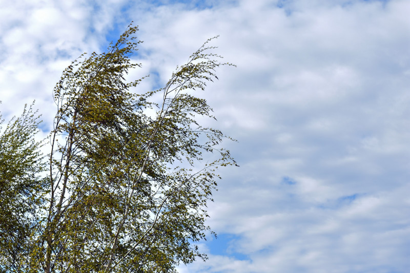 Vent dans un arbre