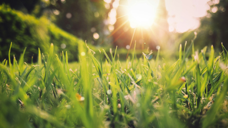jardin-soleil-herbe