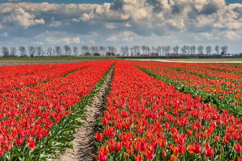 Derniers jours pour contempler ce tapis de couleurs unique en Europe : ne ratez pas le spectacle !