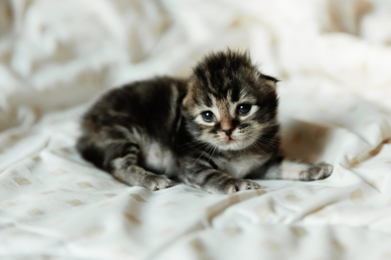 Michigan : un chaton de deux jours sauvé des décombres d’une tornade