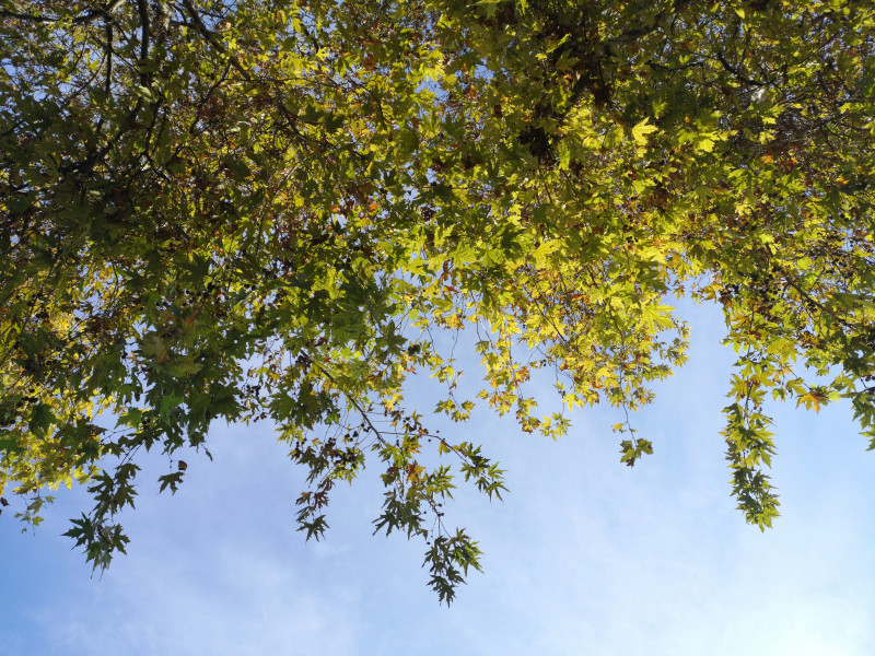 vue-dun-arbre-et-ciel