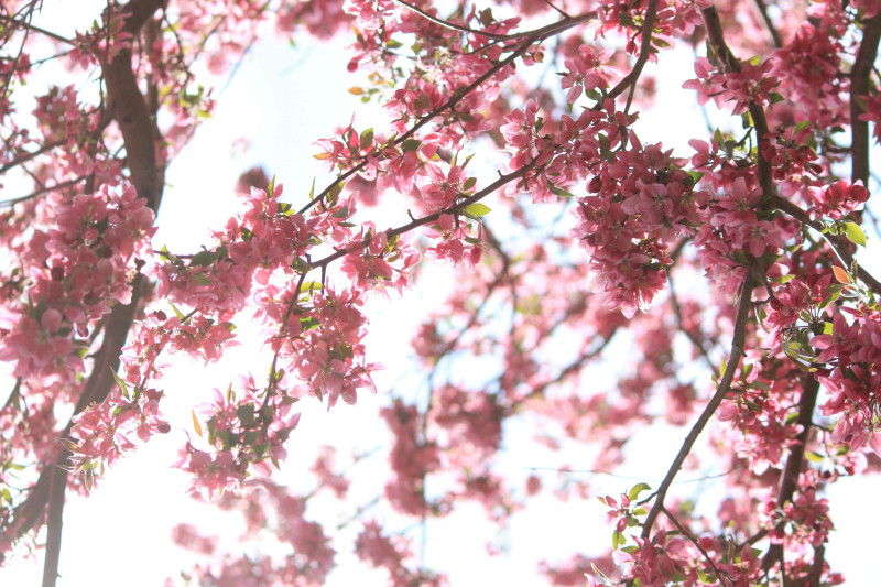 fleurs-cerisier