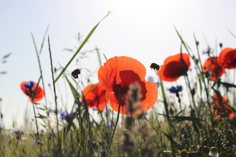 coquelicots-champ