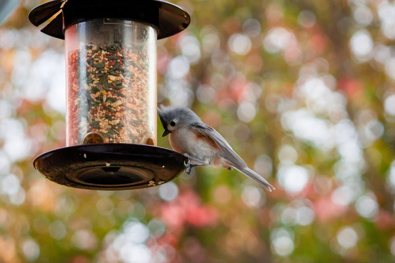 Voici pourquoi il faut absolument retirer les mangeoires pour oiseaux en été