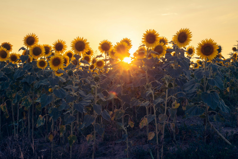 champ-tournesol