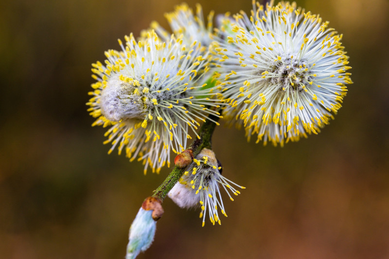 La saison des pollens ne fera que s'allonger