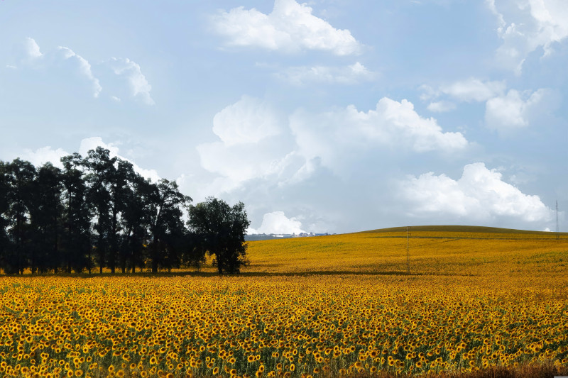 vue-champ-tournesol