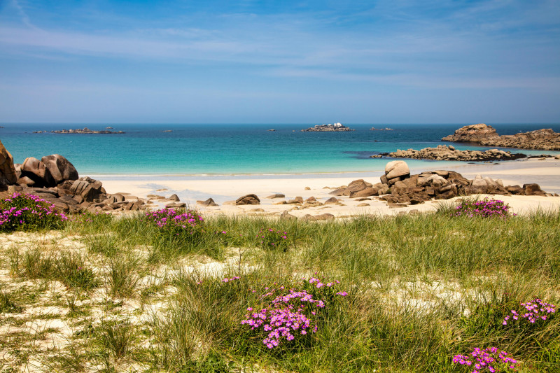 Plage tranquille avec des fleurs sauvages, des rochers et une mer claire en Bretagne, France.