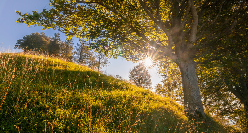 Summer Tree