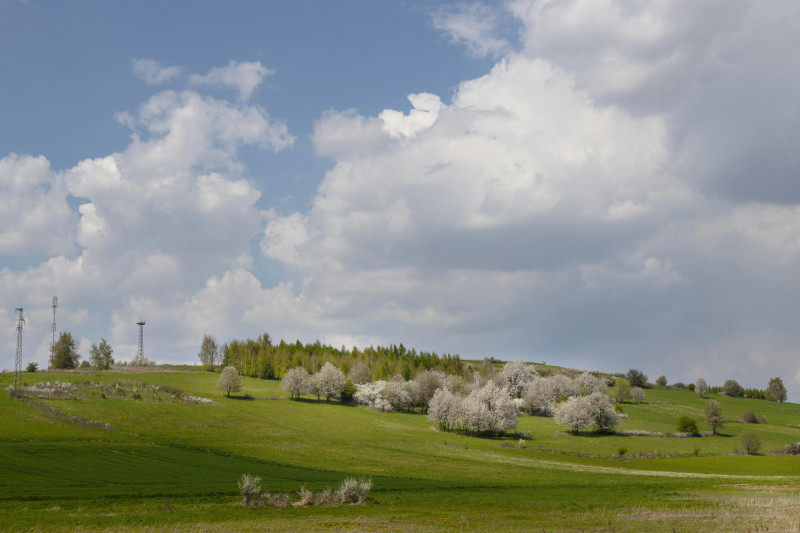 Photos gratuites de air frais, arbres, arbres en fleurs