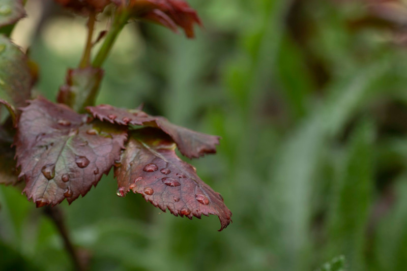 Météo 10 jours en Bourgogne-Franche-Comté : retour de la pluie