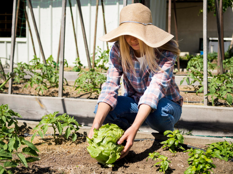 Canicule précoce : protéger son jardin et son potager du soleil et de la sécheresse