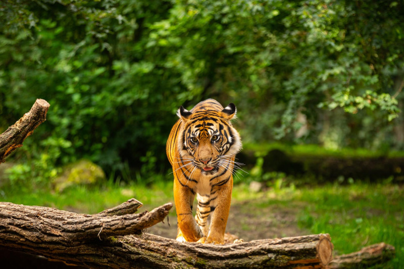 Ce zoo a été élu le deuxième zoo le plus « éthique » au monde, et il est français