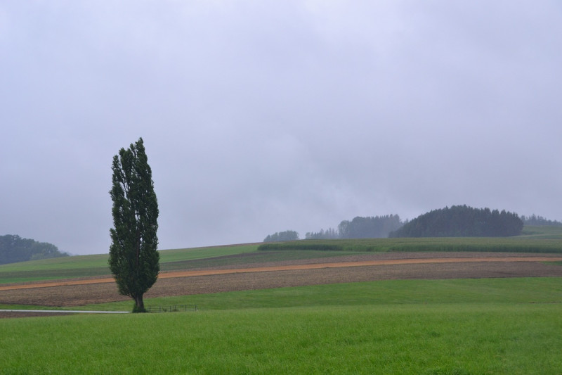 des champs, des arbres, paysage, pluie, conditions météorologiques, nature, ciel, venteux, atmosphère, des nuages