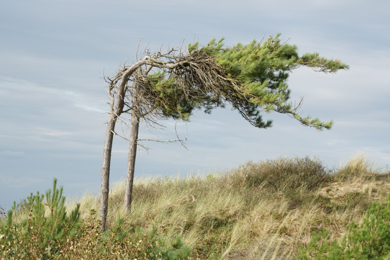 Deux pins courbés par le vent sur une dune côtière herbeuse, sous un ciel nuageux.