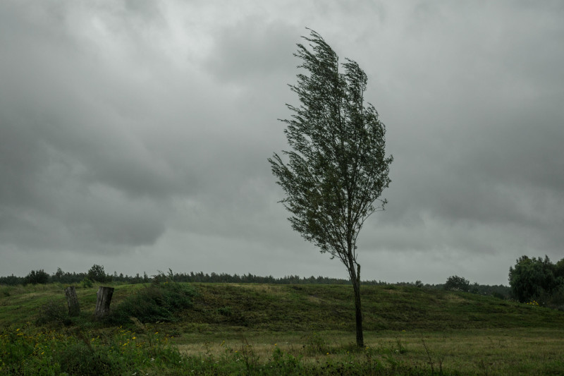 Arbre Solitaire Dans Un Paysage De Champ Ouvert Et Orageux