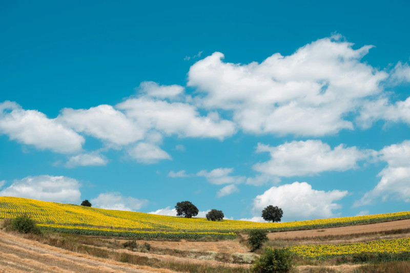 Photos gratuites de agriculture, arbres lointains, asie
