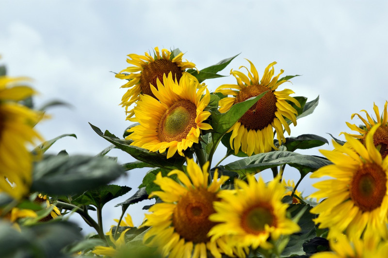 tournesols, fleurs, belles fleurs, fleurs jaunes, flore, flower background, nature, ciel, paysage, fond d'écran fleur, jardin