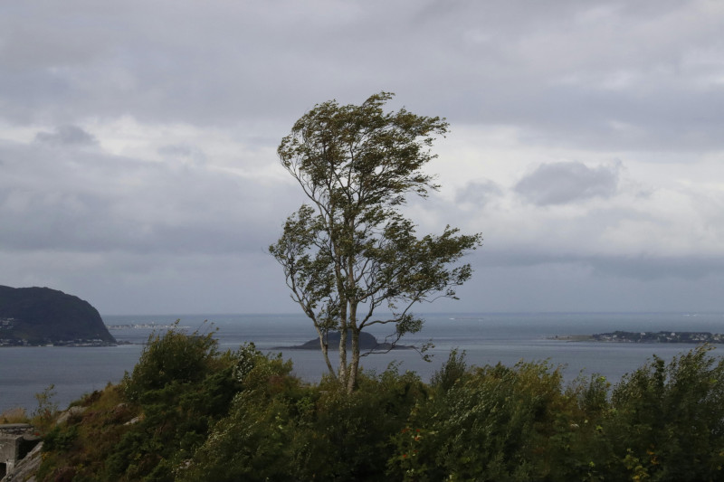 Un arbre solitaire se dresse sur fond de paysage côtier sous un ciel nuageux, illustrant la solitude de la nature.