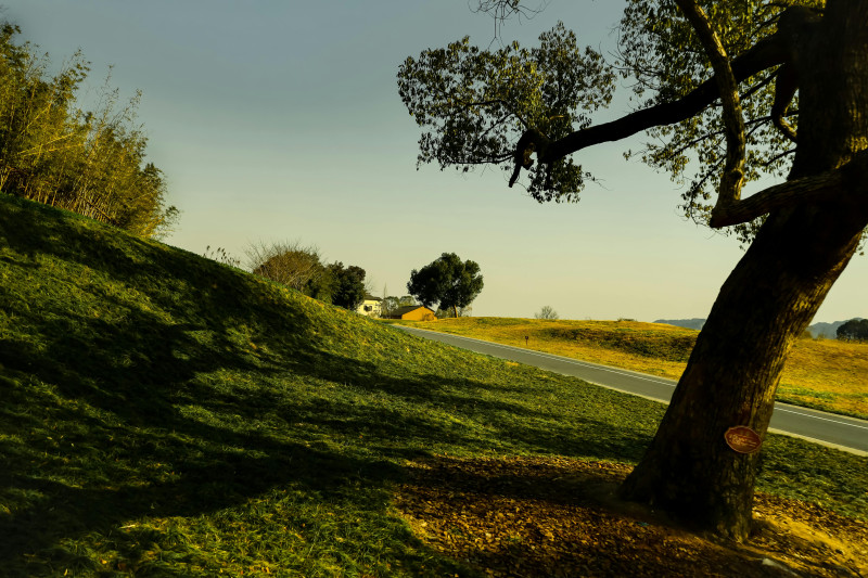 Photos gratuites de agriculture, arbre, calme