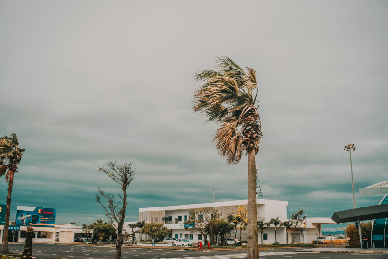 Windy day with palm trees blowing in the breeze.