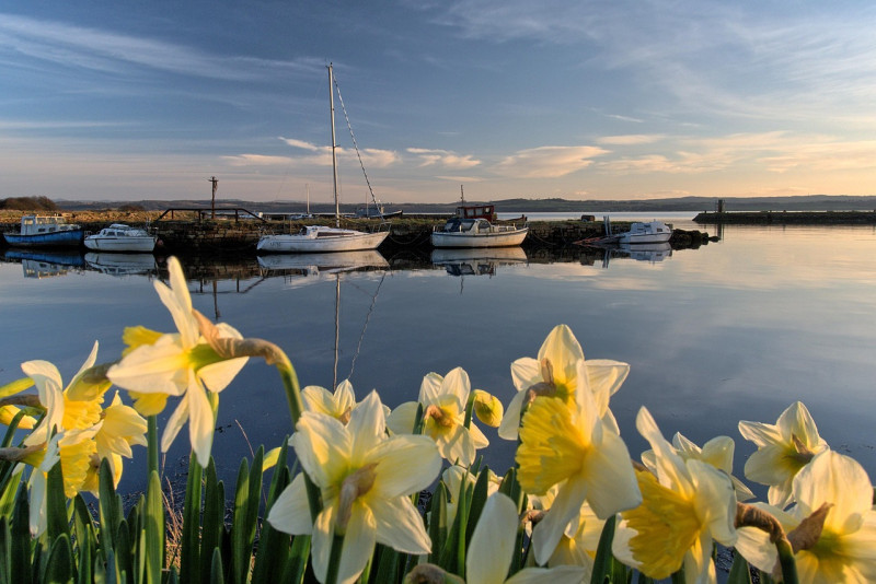 fifre, nature, écosse, charlestown, port, soirée, bateaux, le printemps, jonquilles, calmer, serein, paisible, grande bretagne, paysage