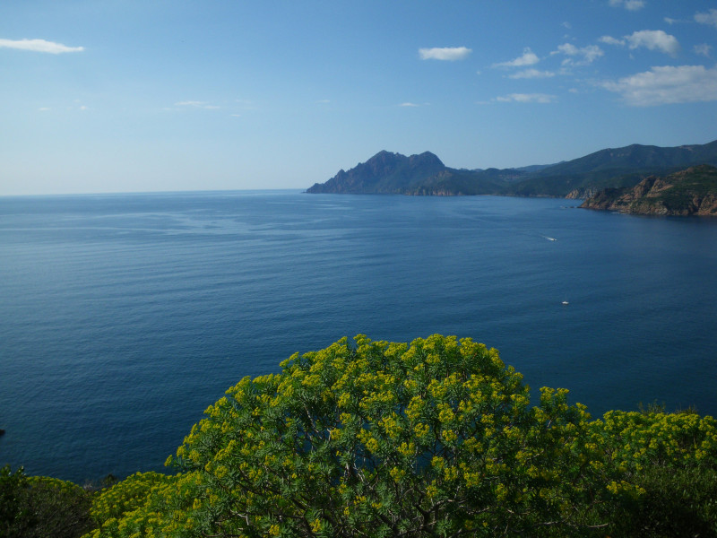 green trees near blue sea under blue sky during daytime