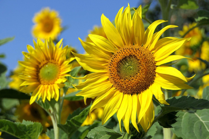 tournesols, fleurs jaunes, champ de tournesols, nature, tournesols, tournesols, tournesols, fleurs jaunes, fleurs jaunes, fleurs jaunes, fleurs jaunes, fleurs jaunes, nature, nature, nature