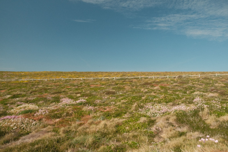 Vue pittoresque d'une prairie fleurie sous un ciel bleu azur, avec une clôture au loin à l'horizon.