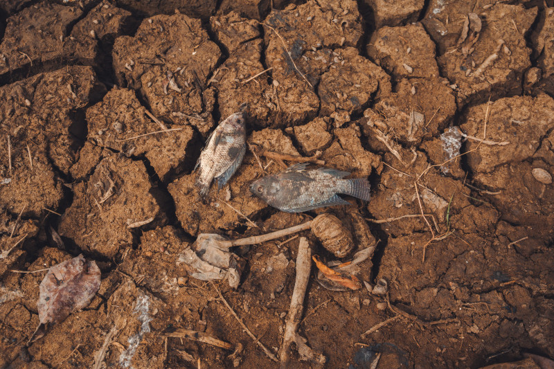 Deux poissons morts sur une terre craquelée par le soleil, symbolisant l'impact de la sécheresse sur la vie aquatique.