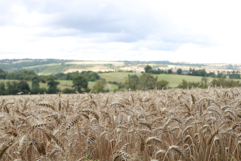 des champs, sur le terrain, blé, agriculture, paysage, rural, la france, la campagne, de campagne, la normandie, scénique