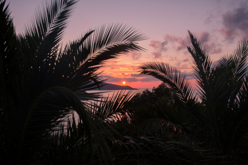 silhouette of trees during sunset