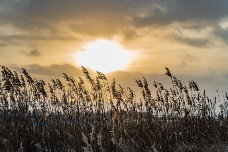 Scène de coucher de soleil tranquille avec de hautes silhouettes d'herbes contre un ciel chaud.