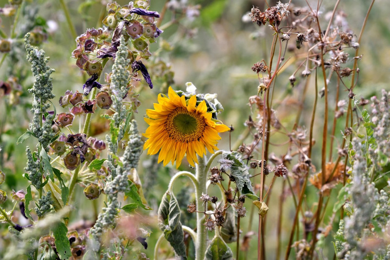 tournesol, vague de chaleur, fond d'écran fleur, la sécheresse, nature, l'été, pétales, belles fleurs, fleur, des graines, flower background, jaune