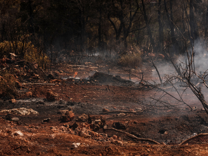 Photos gratuites de après l'incendie, arbre, aride
