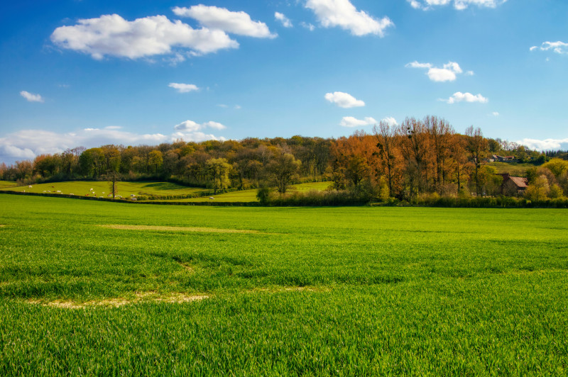 green grass field near trees under blue sky during daytime