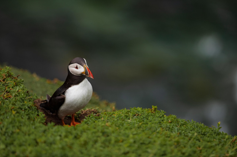 puffin, oiseau, nature, oiseaux, la nature, animaux, mer, coloré, ailes, le bec, irlande, sauvage, battant, création, des oiseaux, belle, plumage, magnifique, le printemps, nager, puffins, пингвинчик, birds, l'été, irlande, irlande, irlande, irlande, bird