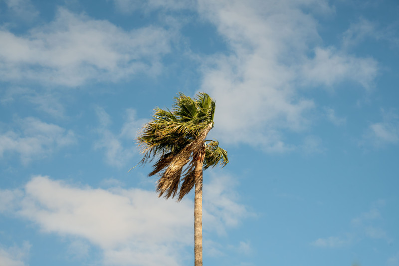 Un grand palmier se balance dans la brise sous un ciel bleu parsemé de nuages ​​épars.
