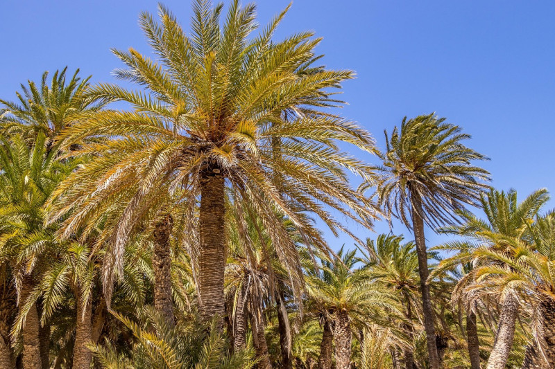 palmiers, grèce, môle, vacance, l'été, tropical, paysage, nature, bleu, palma, tourisme, chauffer, vent, arbre, la côte, paradis, des arbres, du repos, greece, voyager, reste, vert, voyages, relaxation