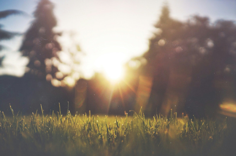 Grass and morning sun
