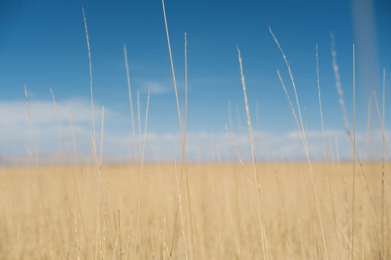 The photograph captures a serene and expansive landscape, where nature’s simplicity takes center stage. Against a clear blue sky that seamlessly transitions into the horizon, an endless field of golden grass stretches out. The scene evokes a late summer’s